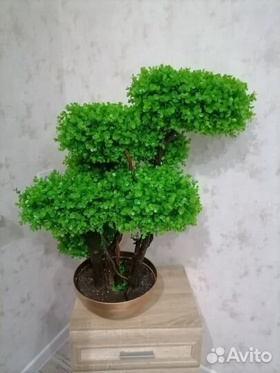 Дерево самшит