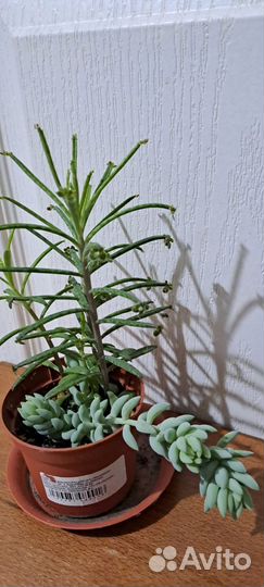 Очиток моргана