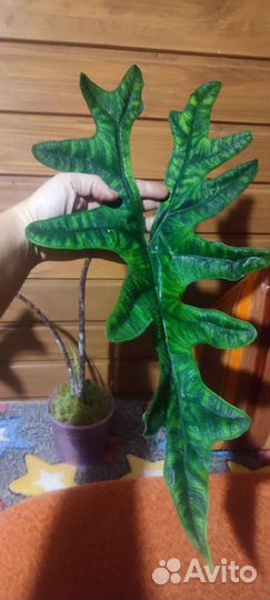 Алоказии, Клубни алоказий