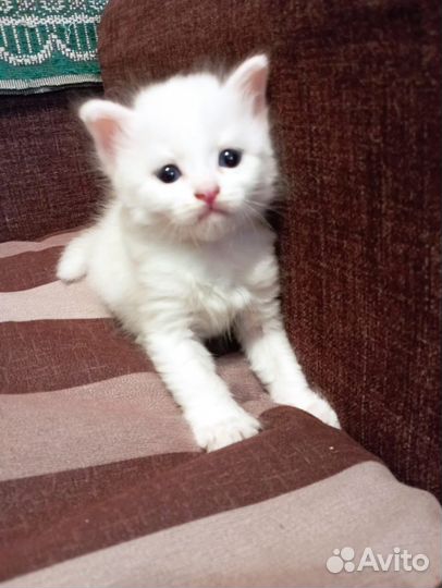 Котята в добрые руки бесплатно