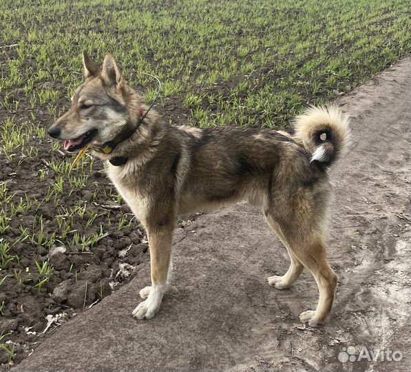 Западно сибирская лайка