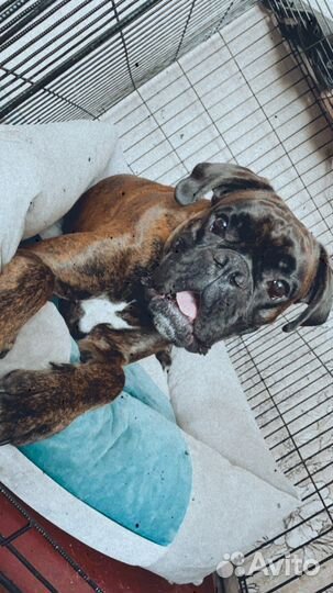 Немецкий боксер