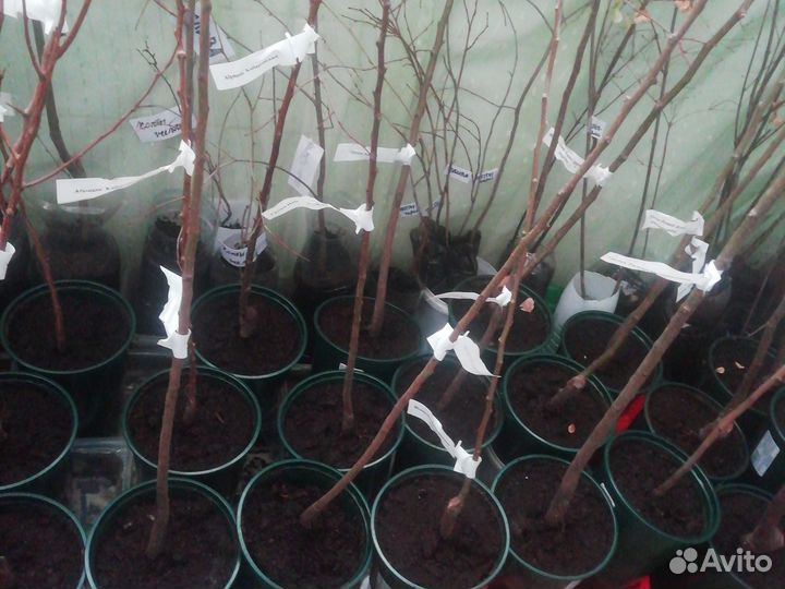 Яблоня сортовая Пинк Перпл (красная мякоть) саженц