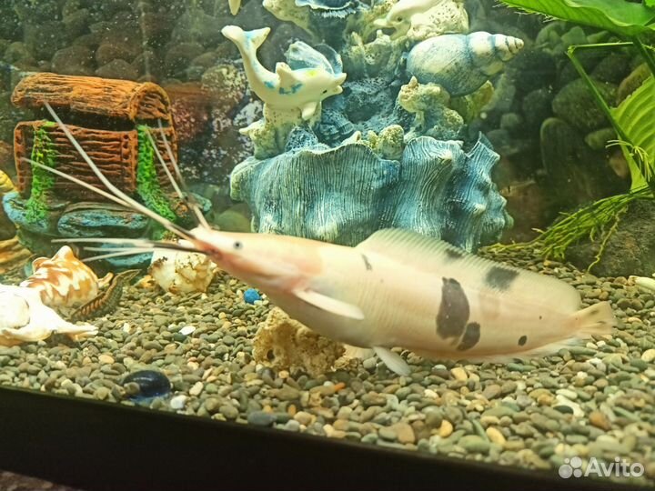 Сом клариус