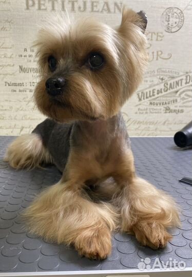 Стрижка собак. Грумер. Груминг