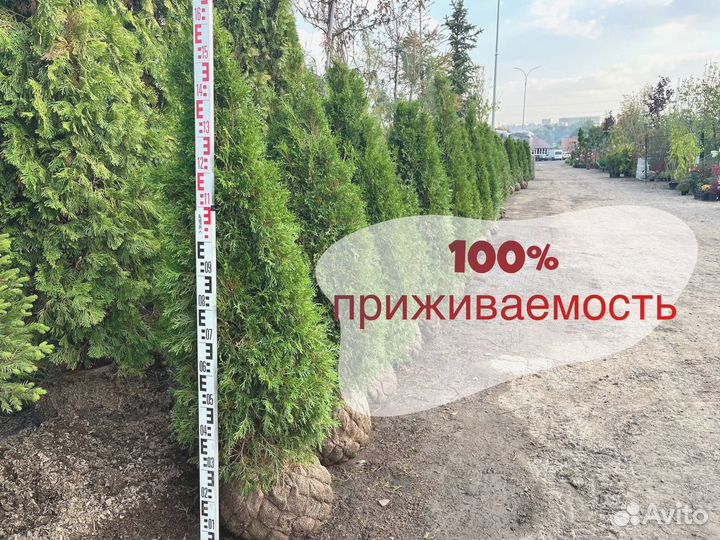 Туи, Туя западная Смарагд