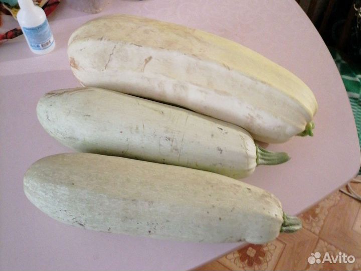 Кабачки домашние