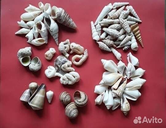 Раковины с Отверстиями Мировой Океан