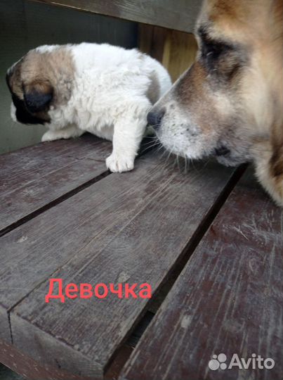 Московская сторожевая