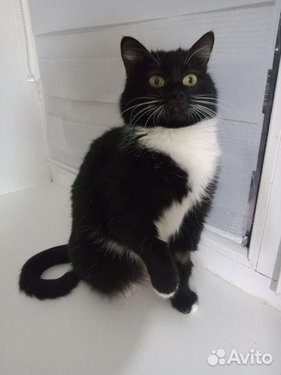 Милка - красавица кошечка, 9 мес