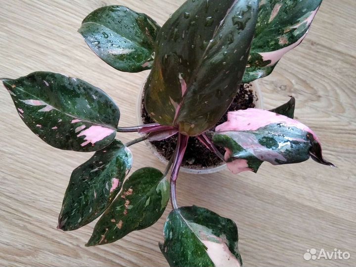 Филодендрон белая, розовая принцесса