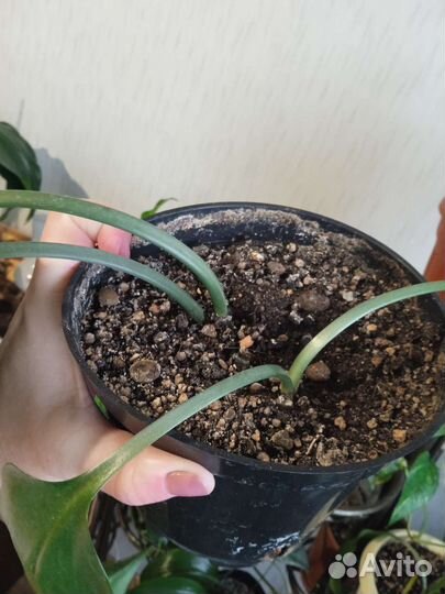 Эухарис амазонская лилия