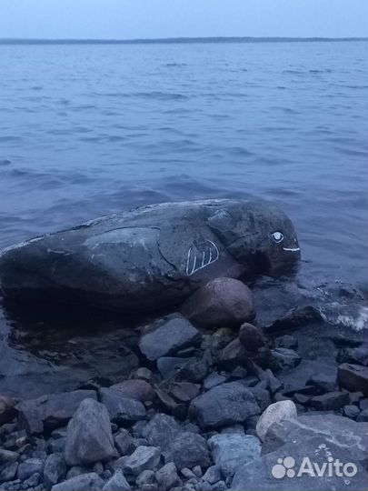 Сдам в аренду лодку