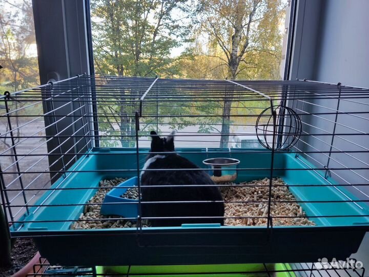 Декоративные кролики