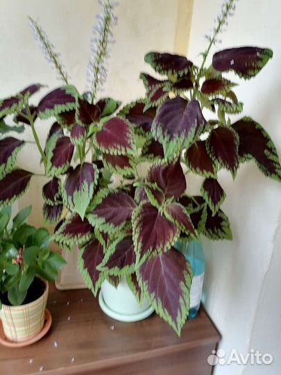 Бегония декоративно лиственная