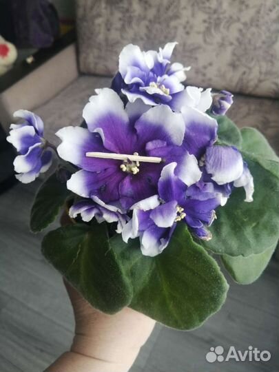 Цветущие фиалки