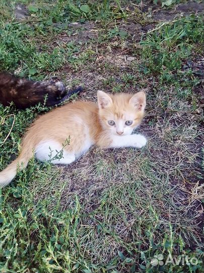 Котята в добрые руки даром