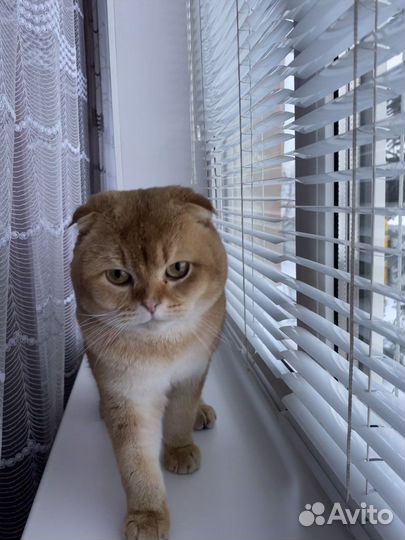 Шотландский вислоухий кот на вязку