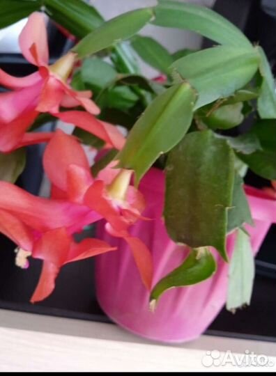 Декабрист шлюмбергера 5 расцветое