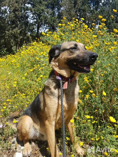 Очаровательный парень Душа ищет дом