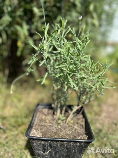 Лаванда саженцы