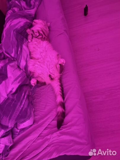 Шотландский кот вязка