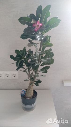 Адениум