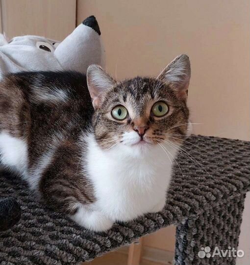 Чудом спасённой в морозы кошечке нужен дом