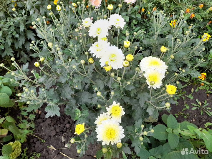 Хризантема