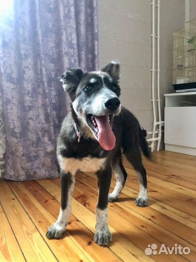 Щенок мальчик Барон 4 мес