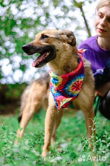 Собака Лакки в добрые руки