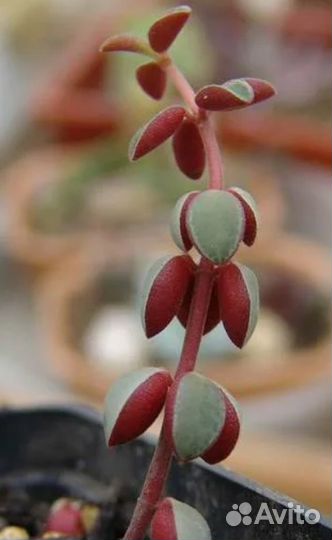 Rubella пеперомия