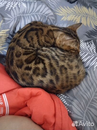 Кошка бенгал