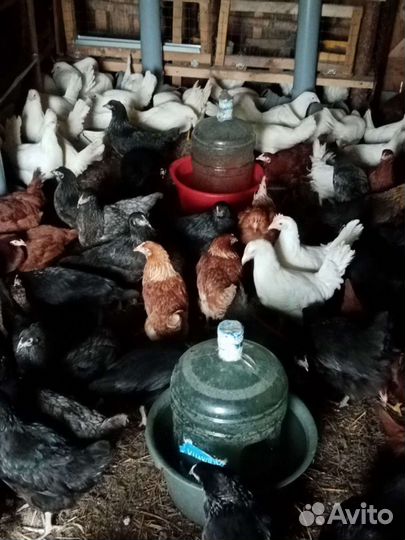 Куры несушки и молодки. Доставка бесплатно