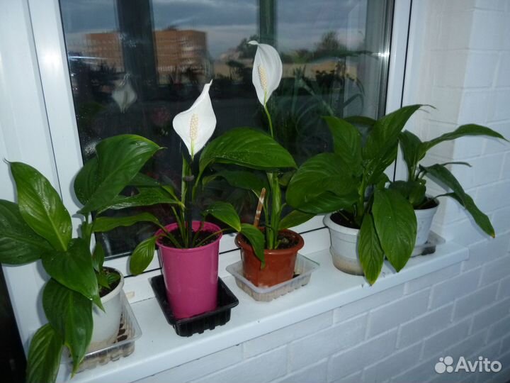 Пальмы - Кордилина и Драцена, Спатифиллум