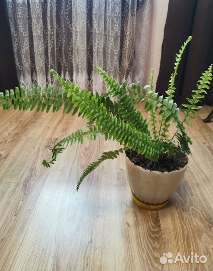 Комнатные растения