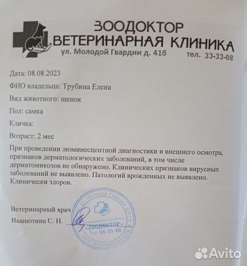 Щенки Мальтипу f1