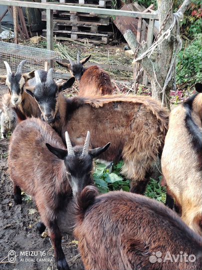 Козлики от молочной козы