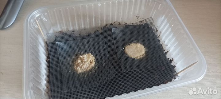 Гриндальский червь