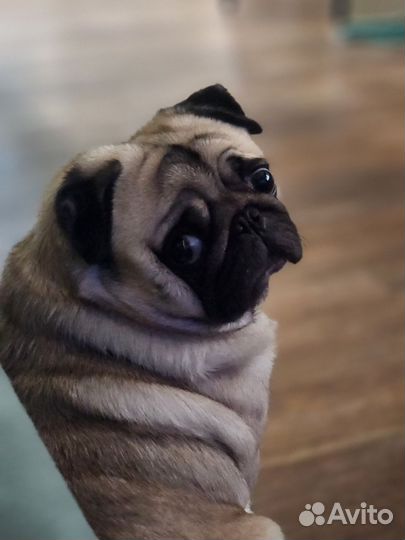 Мопс мальчик вязка