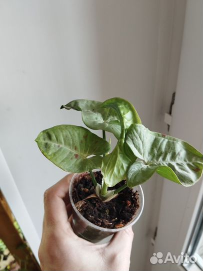 Сигнониум, Хлорофитум, Хедера плющ, алое