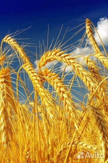 Пшеница