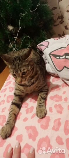 Ищем жениха