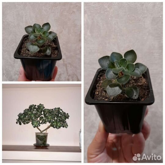 Кактус эхиносис, молочай, маммилярия, дерево любви