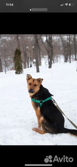 Девочка Рокси ишет дом