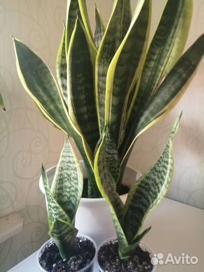 Домашние цветы