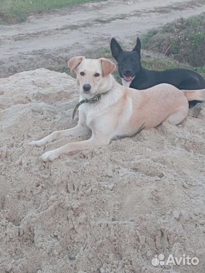 Метис лабрадора