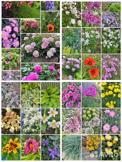 Многолетники садовые