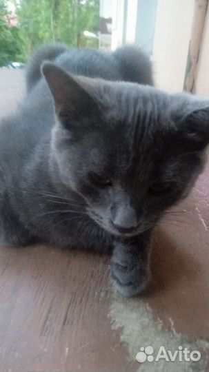 Молодая кошечка в добрые руки