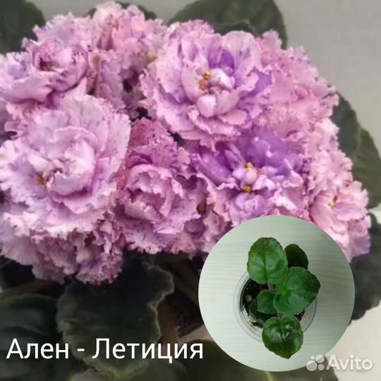 Фиалки сортовые детки, листы